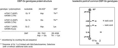 Vitamin D Binding Protein: A Historic Overview